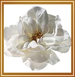 Diane James Pins