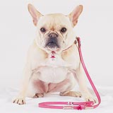 Chic Paws Canine Haute Couture