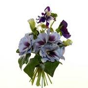 New Growth Designs Pansy
