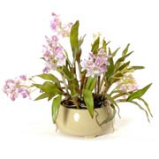 New Growth Designs Cattleya Orchid
