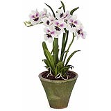 Clay Miltonia Orchid in Mossed Victorian Pot by Diane James