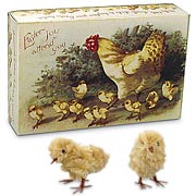 Chenille Chicks in Vintage Box