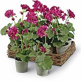 Potted Geranium with Basket by SIA